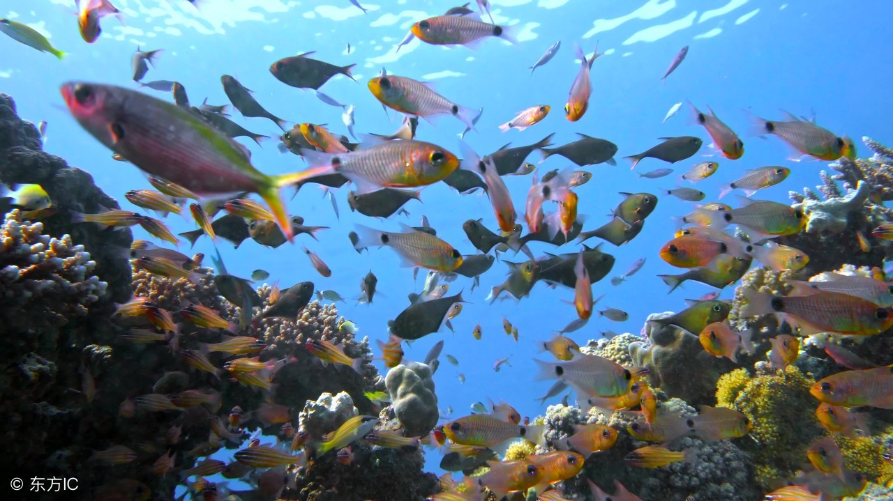 鱼不开口如何应对,鱼不开口如何应对用什么小药
