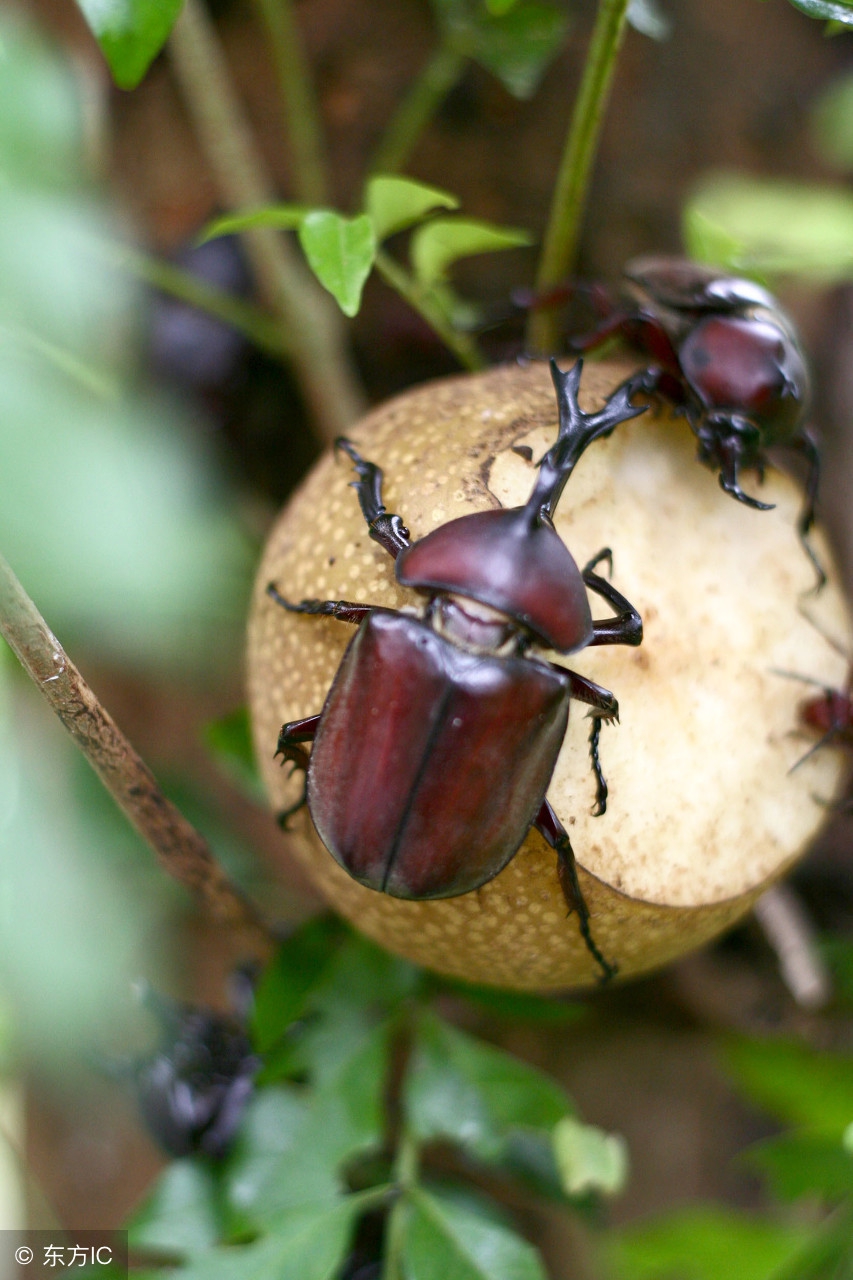 长着一个角的怪物叫什么,长着两个角的怪物