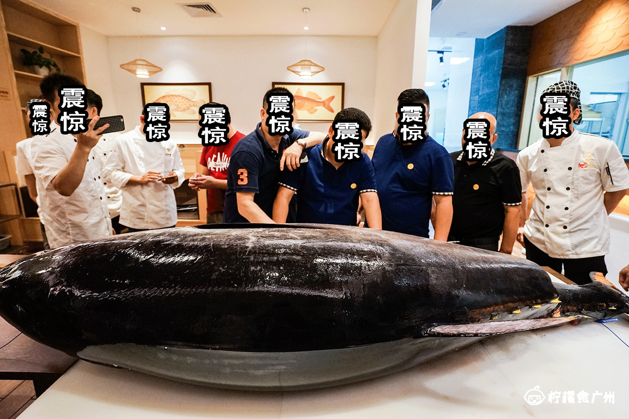 价值20w的金枪鱼,价值2k的蓝鳍金枪鱼