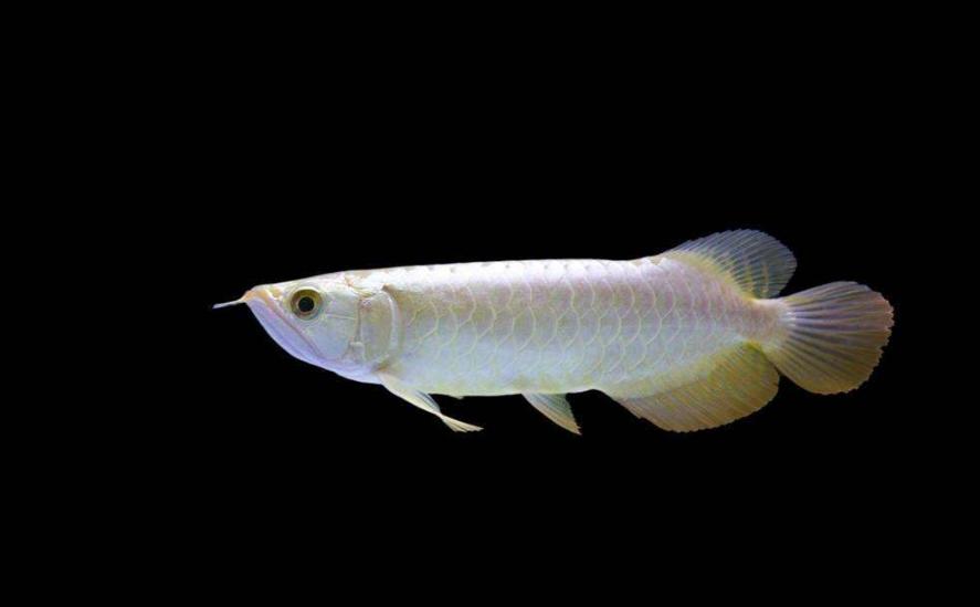 东南亚热带观赏鱼系列1：三大习性特点，最大亮点是好斗