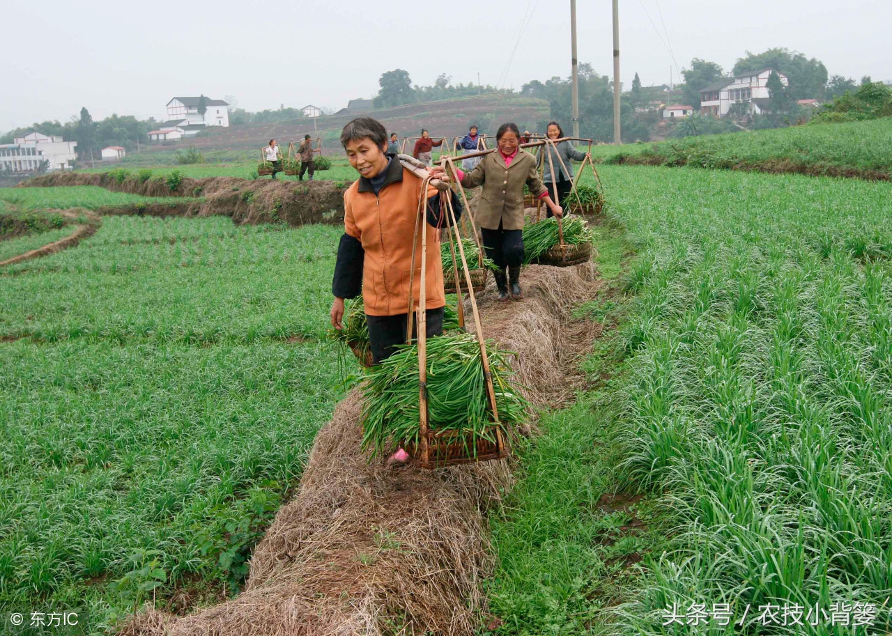 日本韭菜高产种植技术,如何种植又粗又青的韭菜