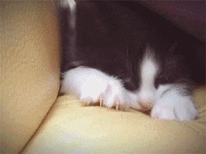 “妇炎洁治猫藓”，是昏招还是灵药？