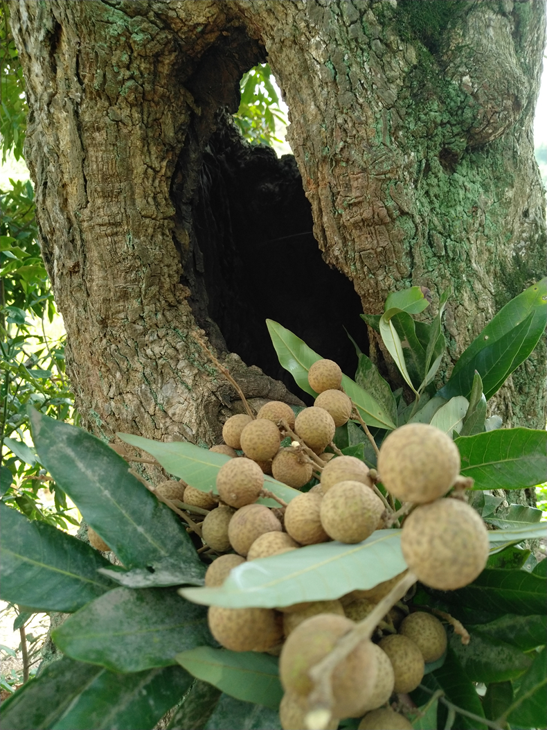 泸州青皮桂圆,泸州桂圆哪个地方产的最好最正宗