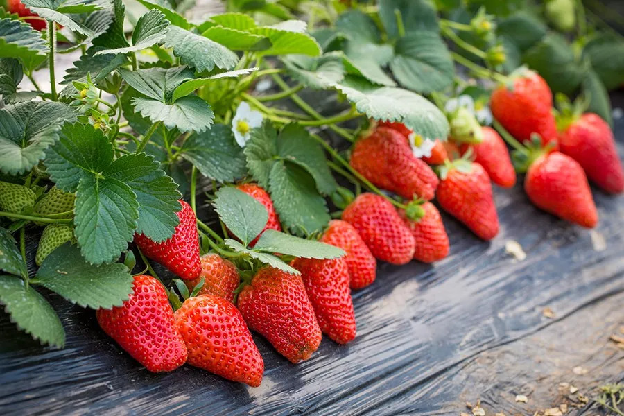 草莓穴盘苗怎么定植,无土栽培立体草莓定植及管理