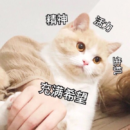 原来猫咪也会尴尬的表情包,猫咪真令人头大表情包