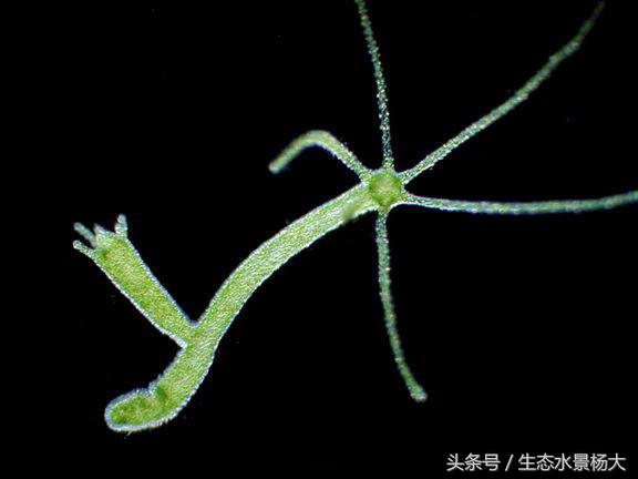 不伤稻田虾除纤毛虫的药,什么虫对水晶虾有害