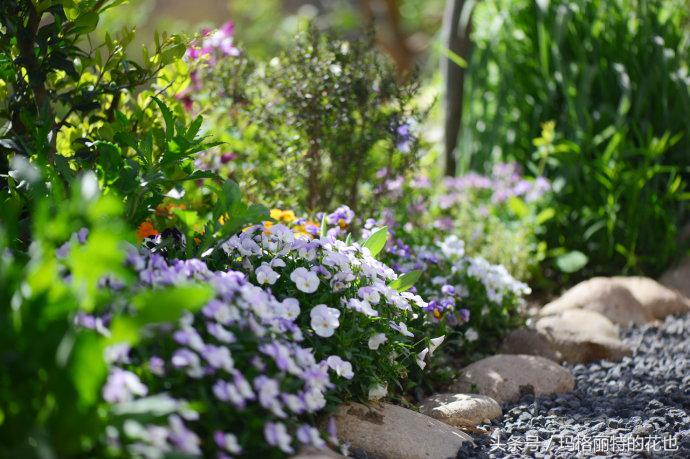 园丁修剪灌木,开满鲜花的小路教学设计一等奖