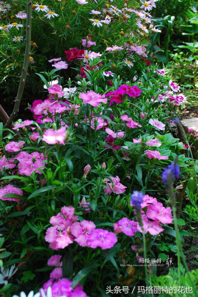 园丁修剪灌木,开满鲜花的小路教学设计一等奖