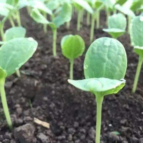 种子知假买假 (网上买到假种子怎么处理)