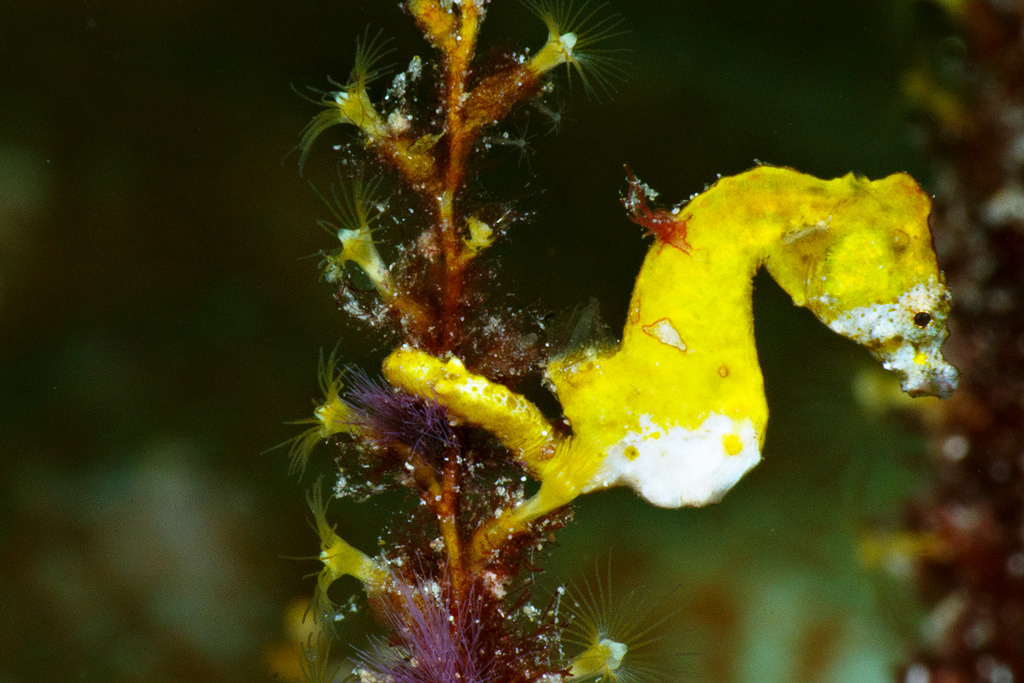 去丽贝岛飞哪个机场,去丽贝岛注意事项