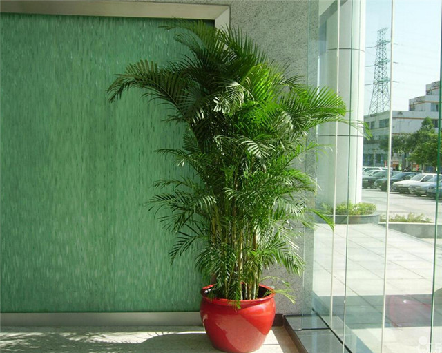 凤尾竹浇水多了叶子黄了怎么办,凤尾竹叶子黄能用硫酸亚铁浇水吗