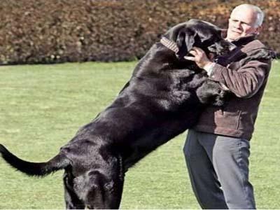 狗狗喜欢扑人怎么办,狗狗喜欢往人身上扑是怎么回事