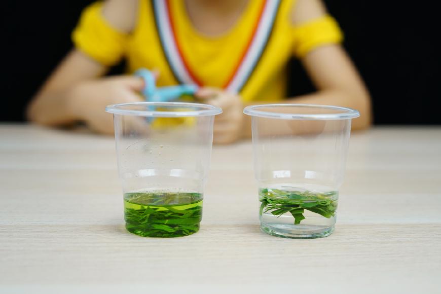 科学小实验如何提取叶绿素,魔力科学小实验怎么用