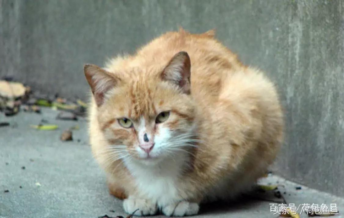 猫抓伤要打狂犬病疫苗吗,被猫抓伤咬伤会生病吗