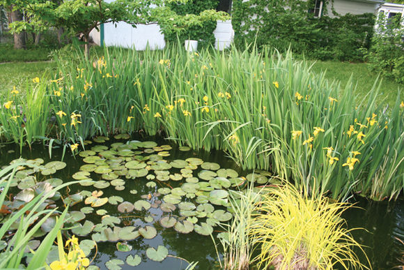 龟缸沼泽过滤系统视频,龟池沼泽过滤