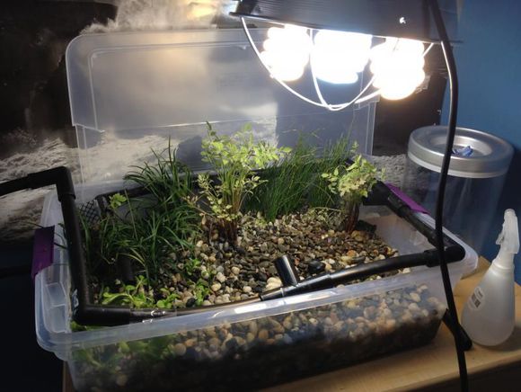 龟缸沼泽过滤系统视频,龟池沼泽过滤