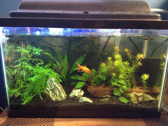 龟缸沼泽过滤系统视频,龟池沼泽过滤