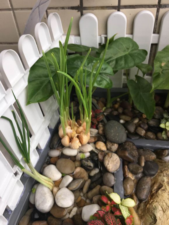 「龟龟环境篇」沼泽过滤(bogfilter):一种原生态水处理技术