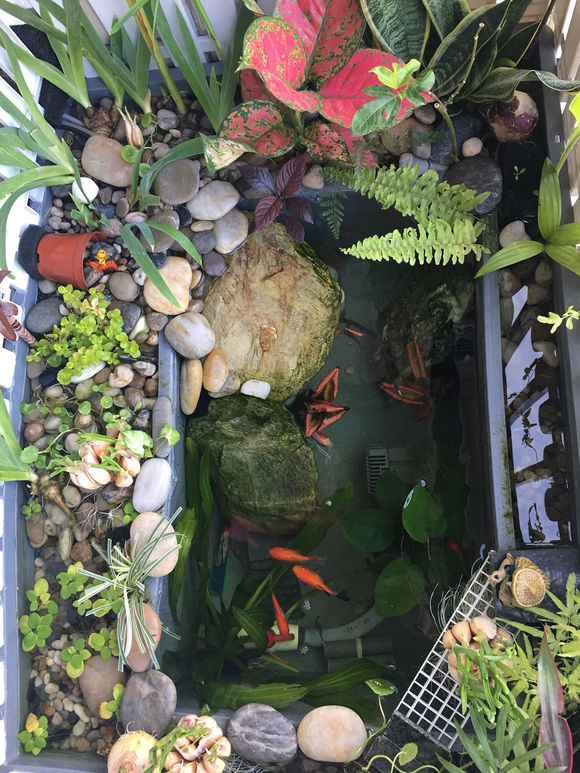 「龟龟环境篇」沼泽过滤(bogfilter):一种原生态水处理技术