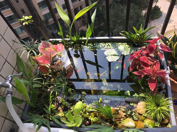 龟缸沼泽过滤系统视频,龟池沼泽过滤