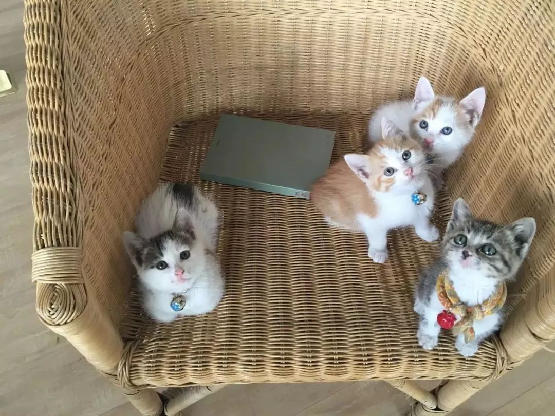 书店街卖的猫,书店猫