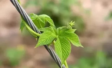 割人藤葎草不只会割人,还能够作调料