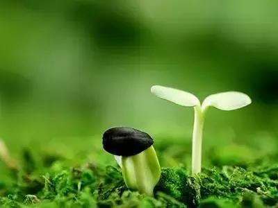 出现肥害怎么治疗,肥害一般过多少天才发现