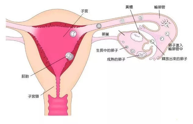 试管促排卵针会让人发胖吗,试管婴儿促排卵药物的副作用