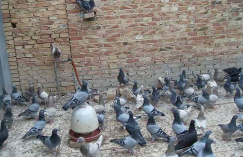 鸽子孵化老是死掉怎么回事,鸽子几个月停止生长