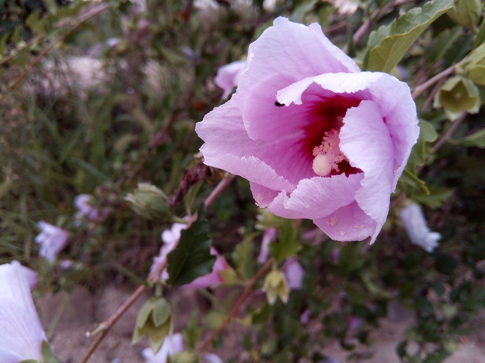 酷派酷玩7,酷派酷玩7将发布