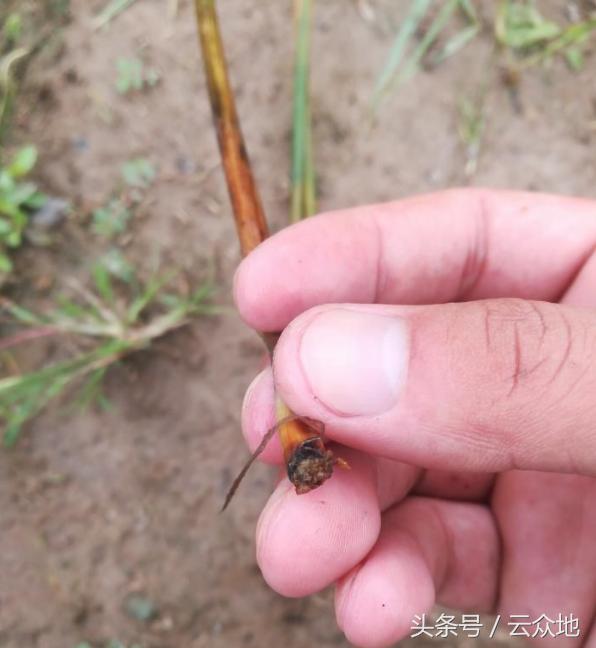 马蹄枯杆病怎么防治?,马蹄死苗是什么病怎样防治