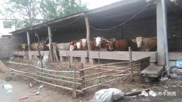 养牛的10大忠告和感悟,养牛的29个经验