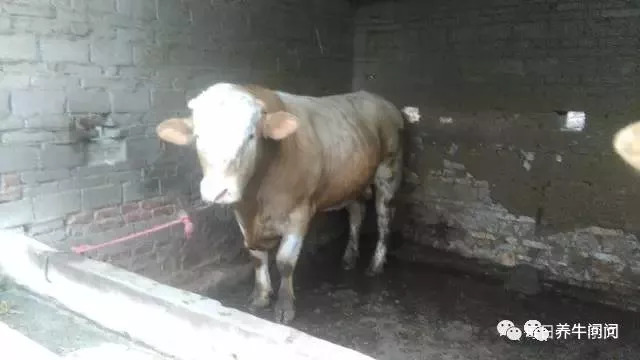 养牛的10大忠告和感悟,养牛的29个经验