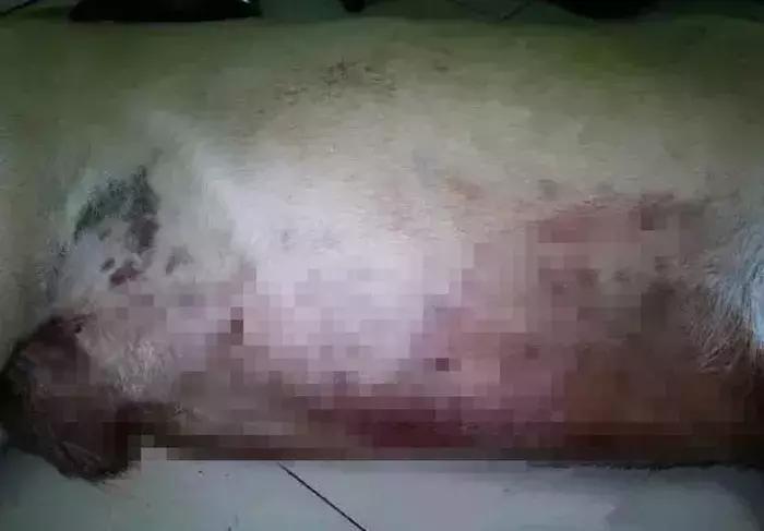 狗狗在野外中暑了怎么办,狗狗中暑在车里