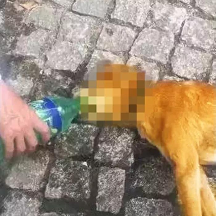 狗狗在野外中暑了怎么办,狗狗中暑在车里