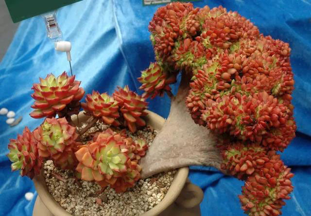 多肉植物的变异,多肉变异的样子