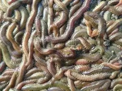 黑暗美食必吃榜,盘点那些年我吃过奇奇怪怪的美食