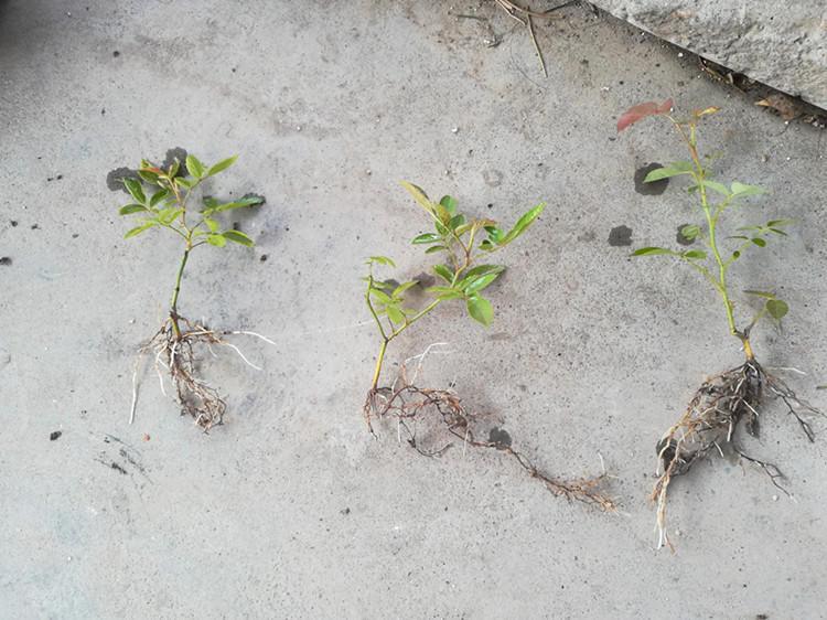 月季扦插长出愈合组织成活了吗,扦插月季有几天不黑杆就算成活