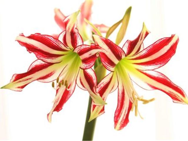 朱顶红叶子太长如何整理,朱顶红叶子长得太多了怎样修剪