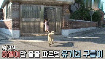 流浪狗收养后如何训练,收养流浪狗怎么训练