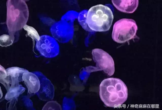 珠海长隆旅游攻略3天自由行,亲子游珠海长隆一日游攻略