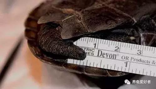 混养龟互咬,一只龟咬另一只龟的尾巴