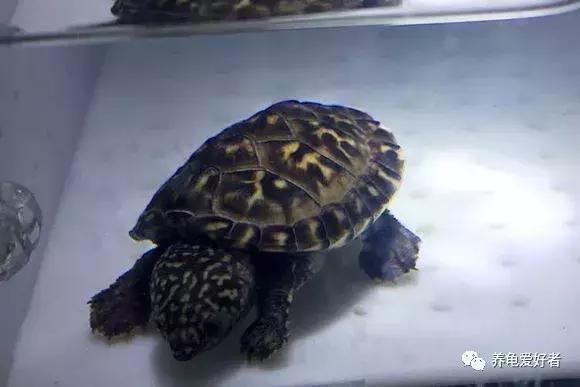 混养龟互咬,一只龟咬另一只龟的尾巴