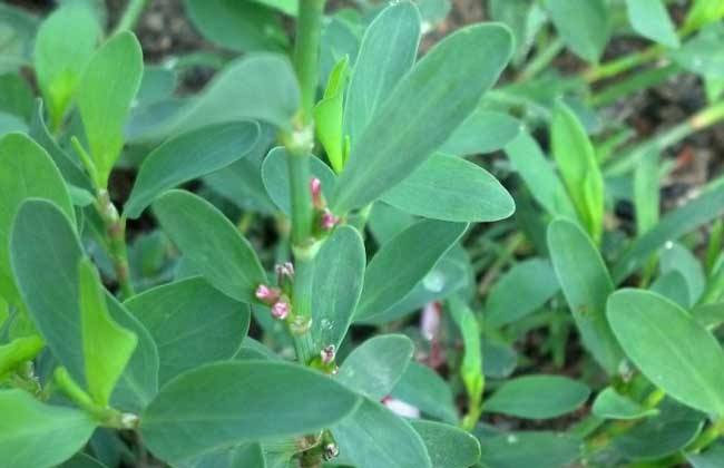 说文解字47讲,说文解字第661课