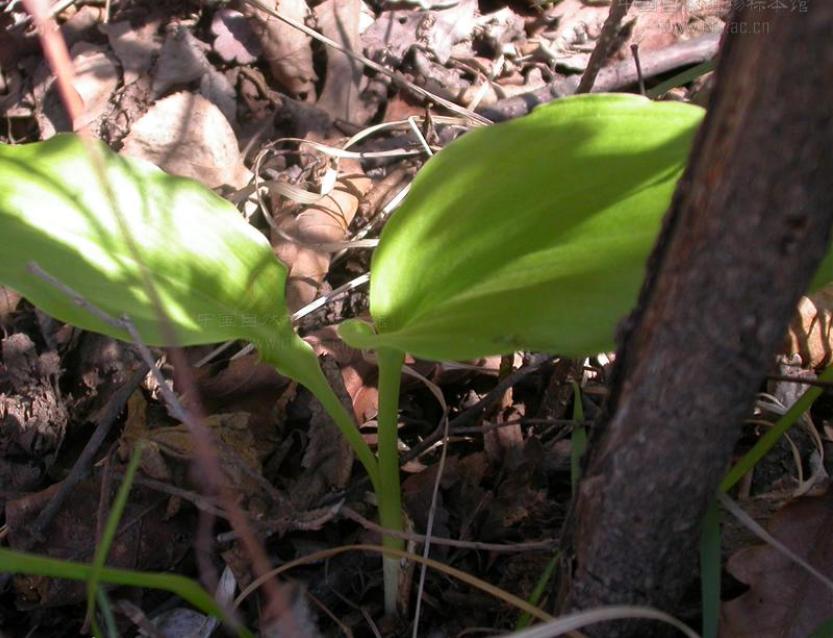 说文解字第222课,说文解字第297课