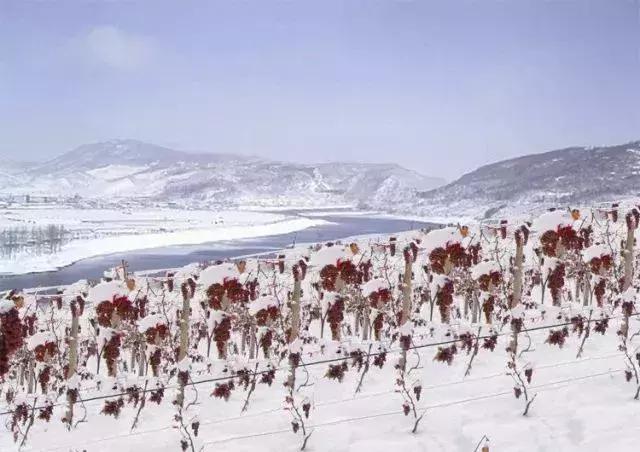 罗曼尼康帝放进冷冻室,忘了及时拿,成就了世界上最贵的冰棍