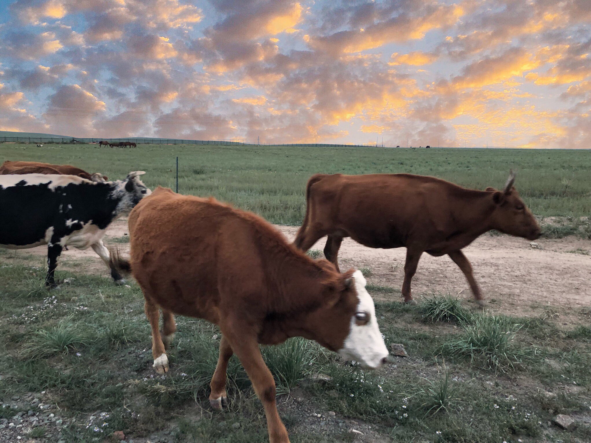 内蒙希拉穆仁草原好玩,包头希拉穆仁草原风景
