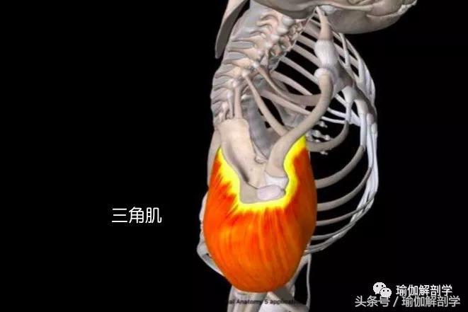 肩膀僵硬紧绷怎么缓解用什么中药,肩膀僵硬疼痛怎么办