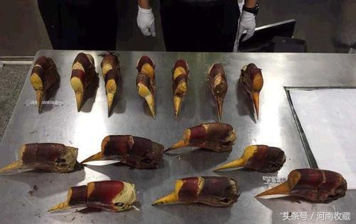 大猫骨为啥有红色还有白色的,大猫骨最直接的辨别方法