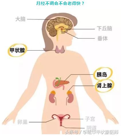 月经不调与甲状腺有关吗,月经不调是甲减造成的吗